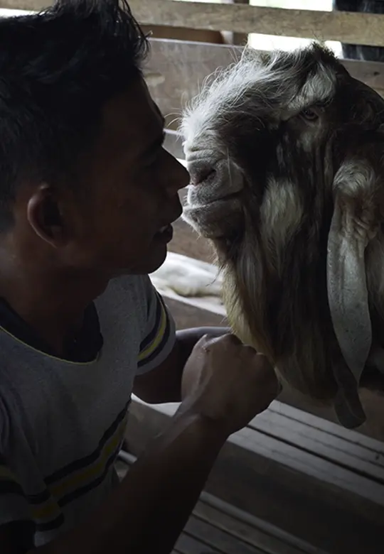 Wahyu Goat Farm - Kambing Mencecah Puluhan Ribu